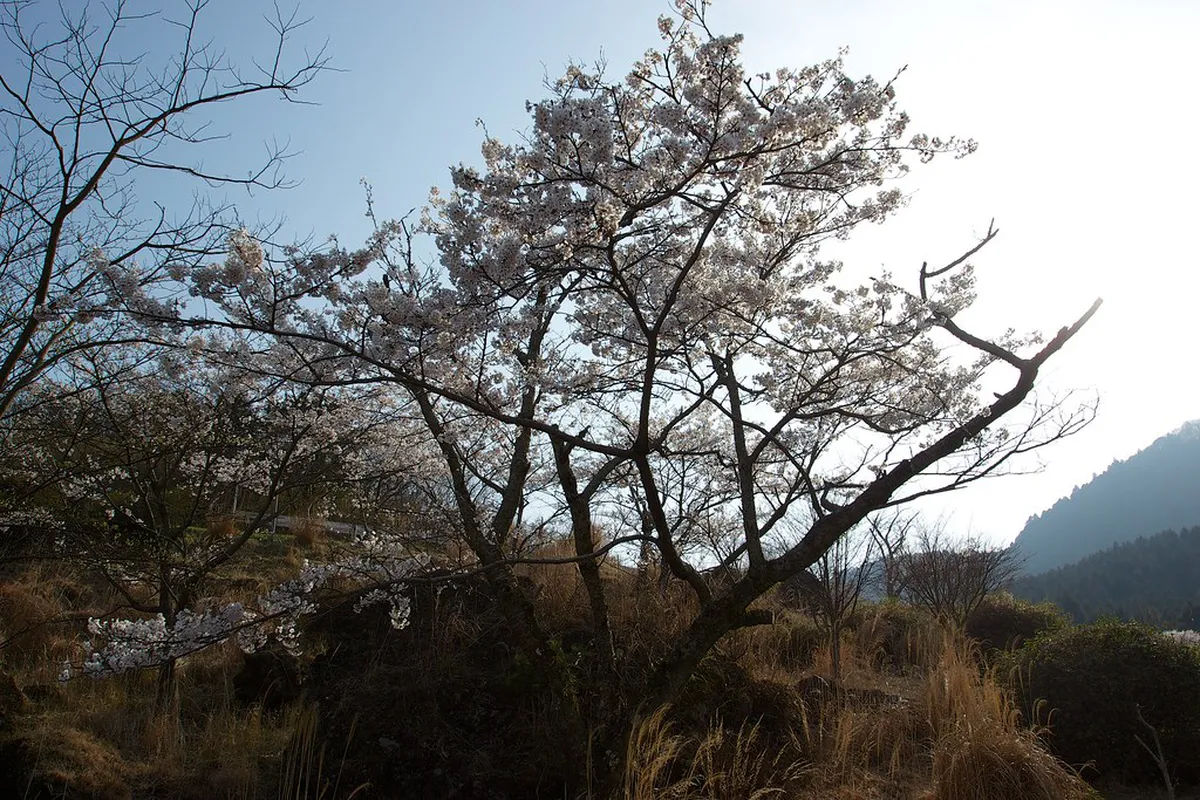 Mt Tsurumi Hiking Trail Route: A 1-Day Beppu Guide