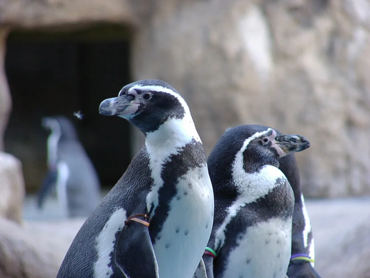 Nagasaki Penguin Aquarium, Nagasaki, Japan — 1