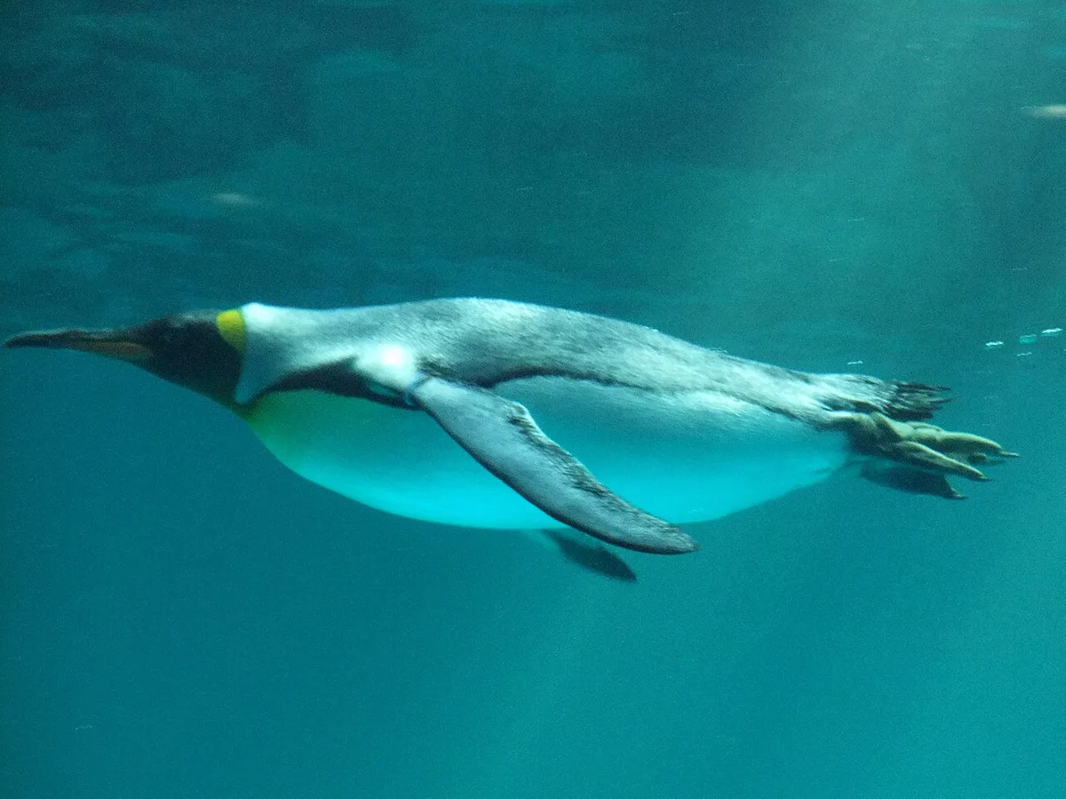Nagasaki Penguin Aquarium, Nagasaki, Japan — 2