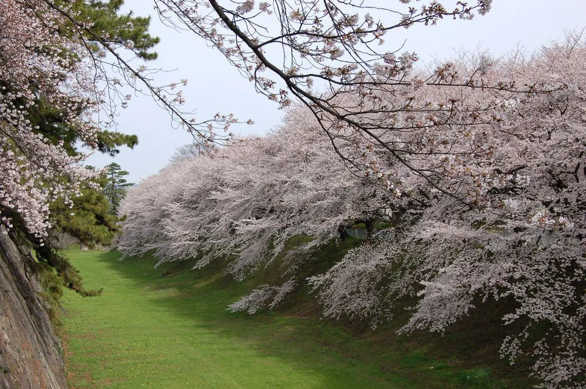 Cherry blossom trees in full pink bloom framing a traditional Japanese castle ground, a classic spring scene in Japan