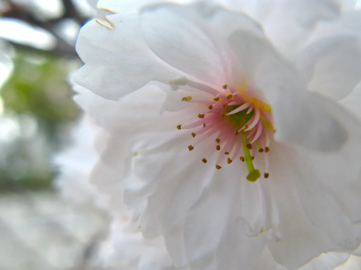 Vibrant cherry blossom trees in full bloom along a Japanese castle park during spring hanami season in Japan