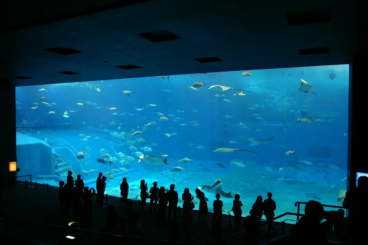 Whale sharks gliding through the massive Kuroshio Sea tank at Churaumi Aquarium in Motobu Okinawa Japan