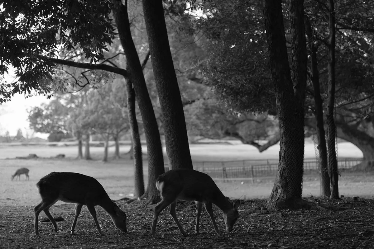 Sika deer grazing on misty Nara Park paths in the quiet early morning before crowds arrive in Japan