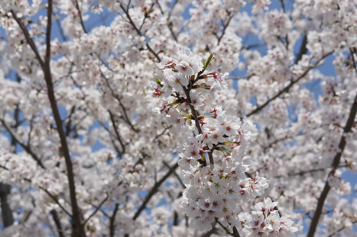 Pink cherry blossom branches arching over a lantern-lined path near a Nara shrine in Japan