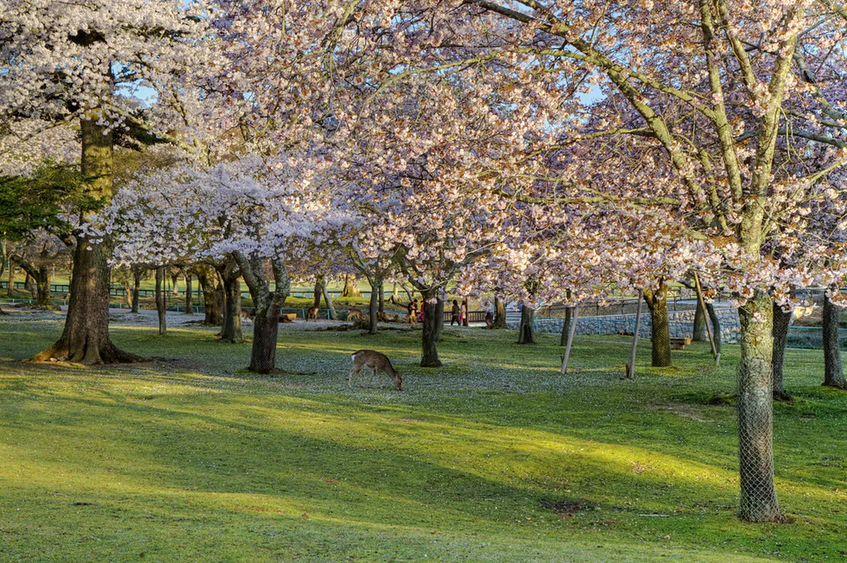 Wild sika deer grazing beneath pink cherry blossom trees in Nara Park Japan in spring