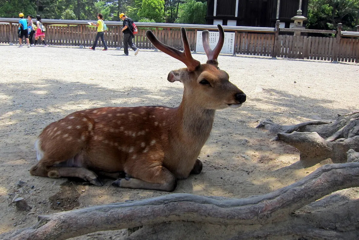 Tourists hand-feeding sika deer crackers in the open lawns of Nara Park Japan