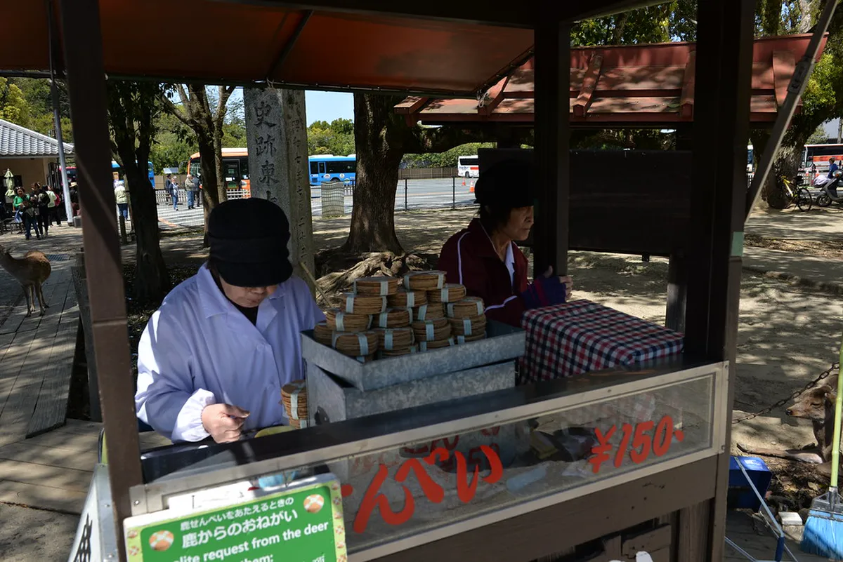 A visitor hand-feeding shika senbei crackers to a bowing sika deer in Nara Park Japan