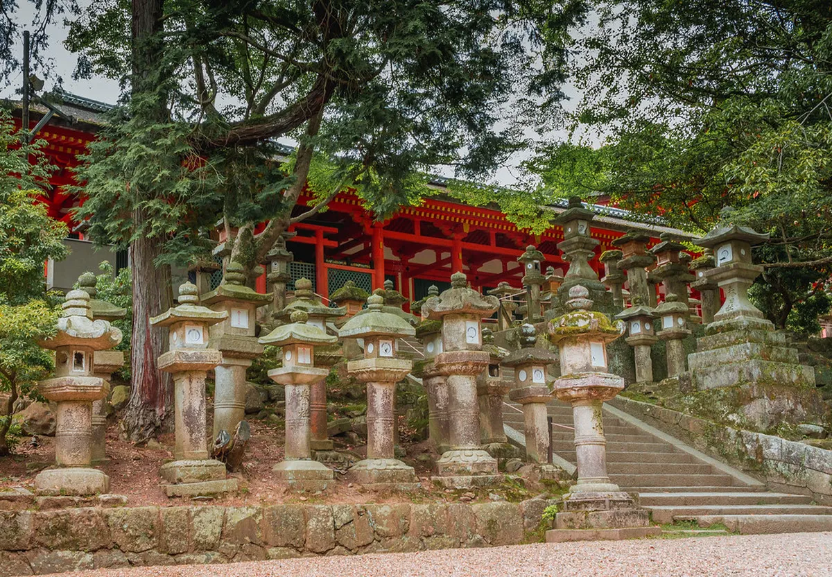 A group of deer on the forested stone lantern path leading to Kasuga Taisha shrine in Nara Japan