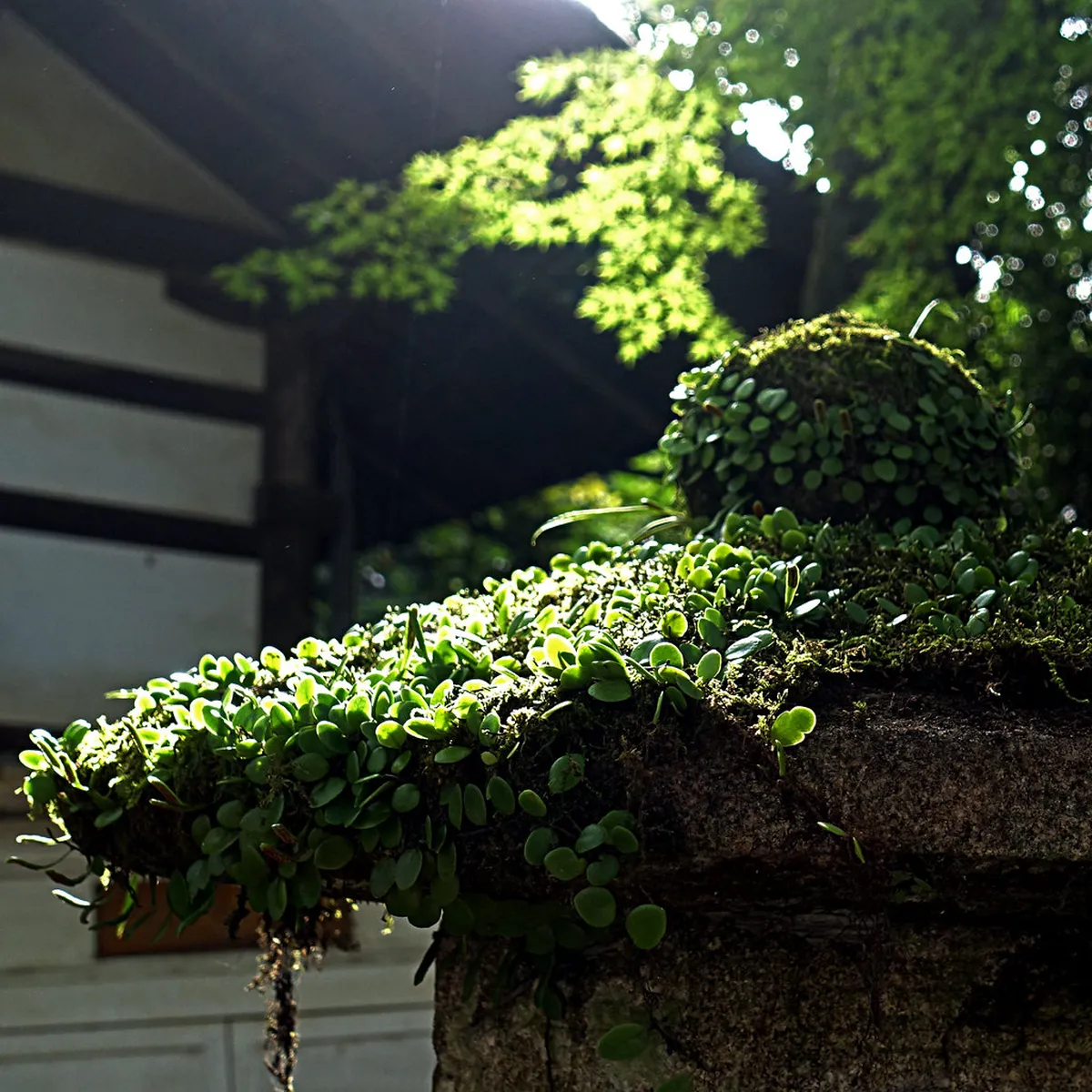 Stone lanterns lining the forested path leading to Kasuga Taisha shrine in Nara, covered in moss and dappled light