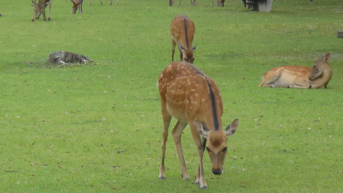 Sika deer roaming freely through the grassy lawns of Nara Park with historic temple buildings visible in the background