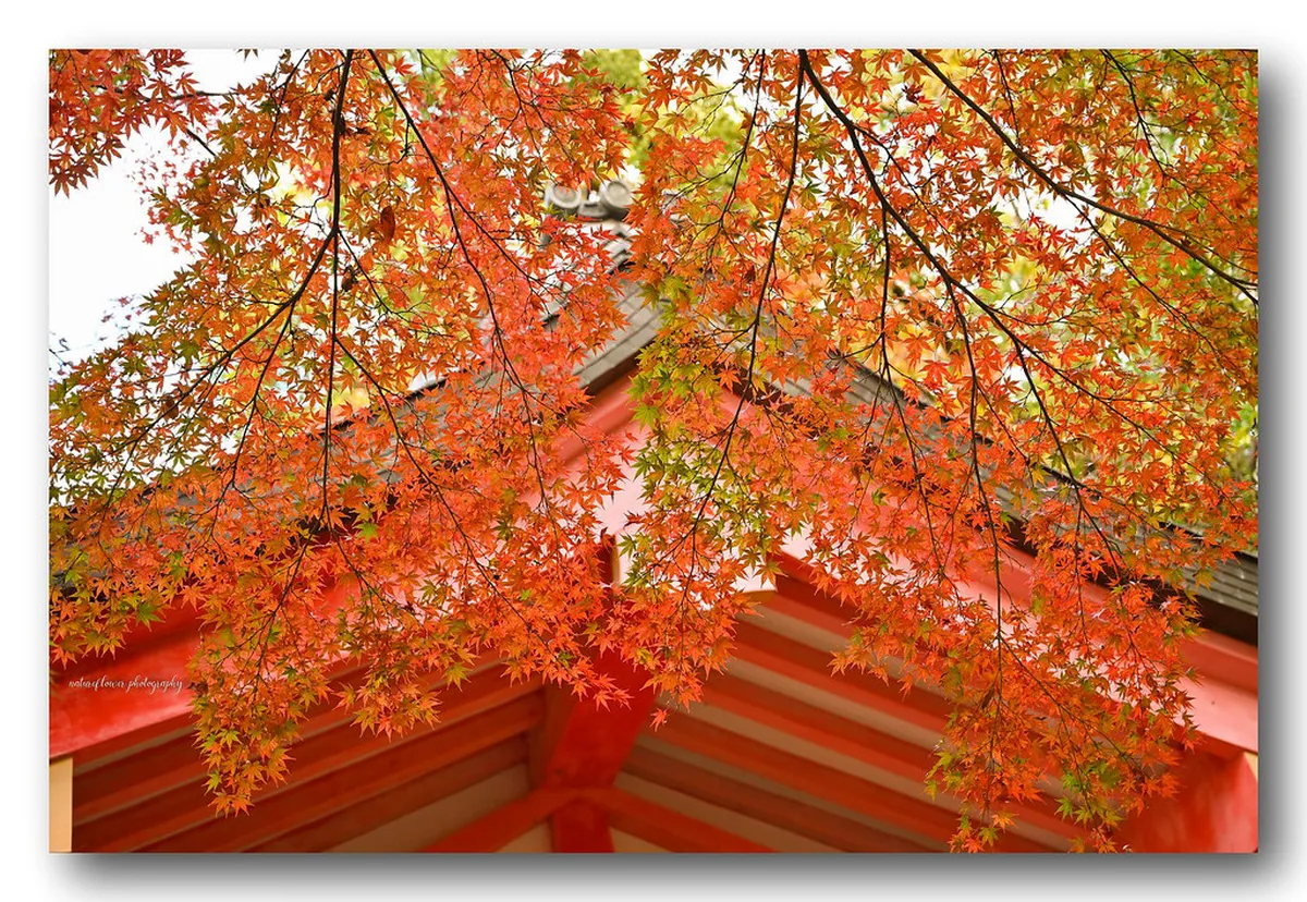 The vermilion-painted main hall of Kasuga Taisha shrine in Nara surrounded by ancient cedar trees and hundreds of bronze lanterns