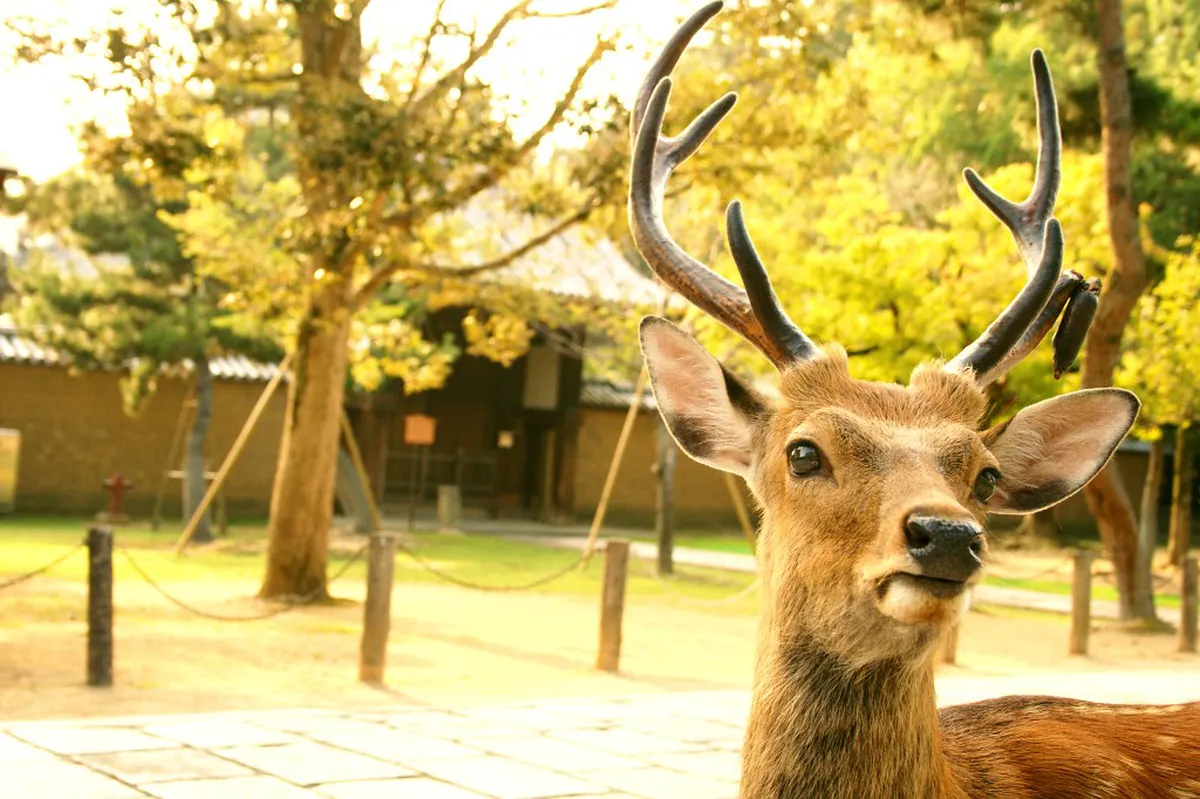 Sika deer grazing peacefully in Nara Park with old stone lanterns and wooded temple grounds visible nearby in Japan