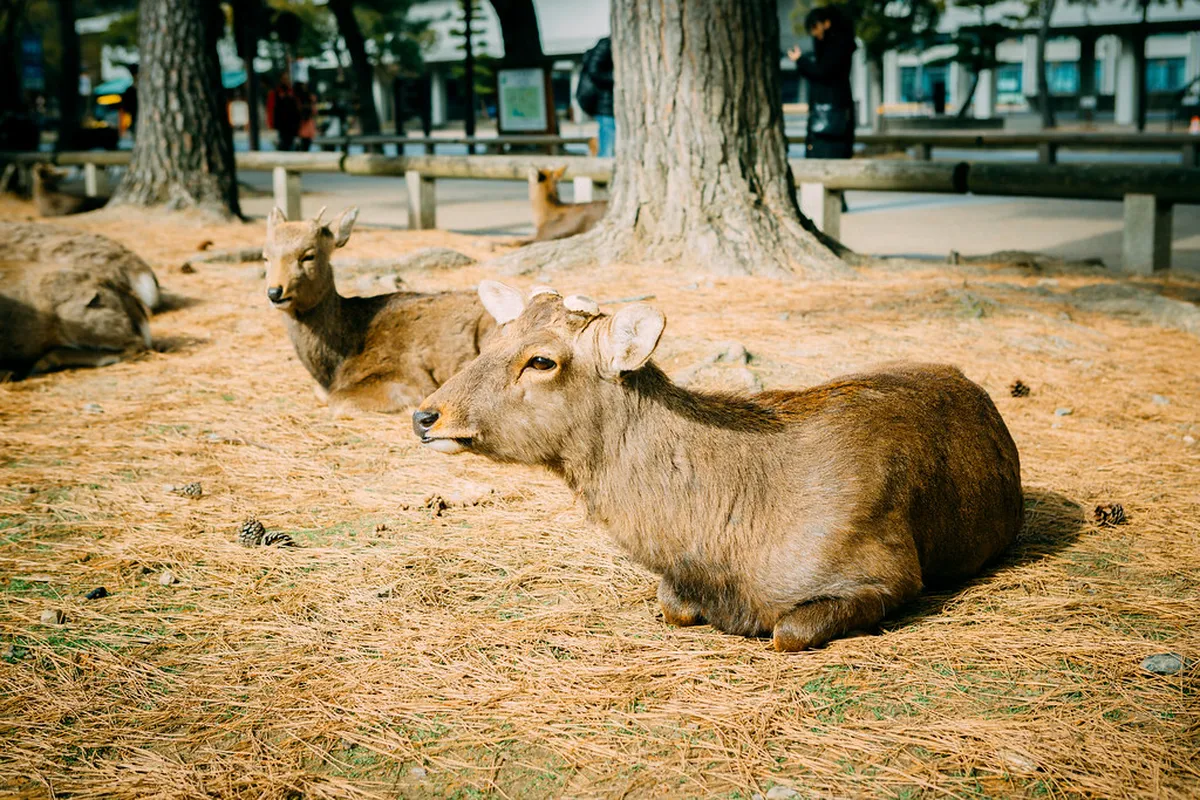 Where to Buy Authentic Narazuke in Nara — a scene in Nara