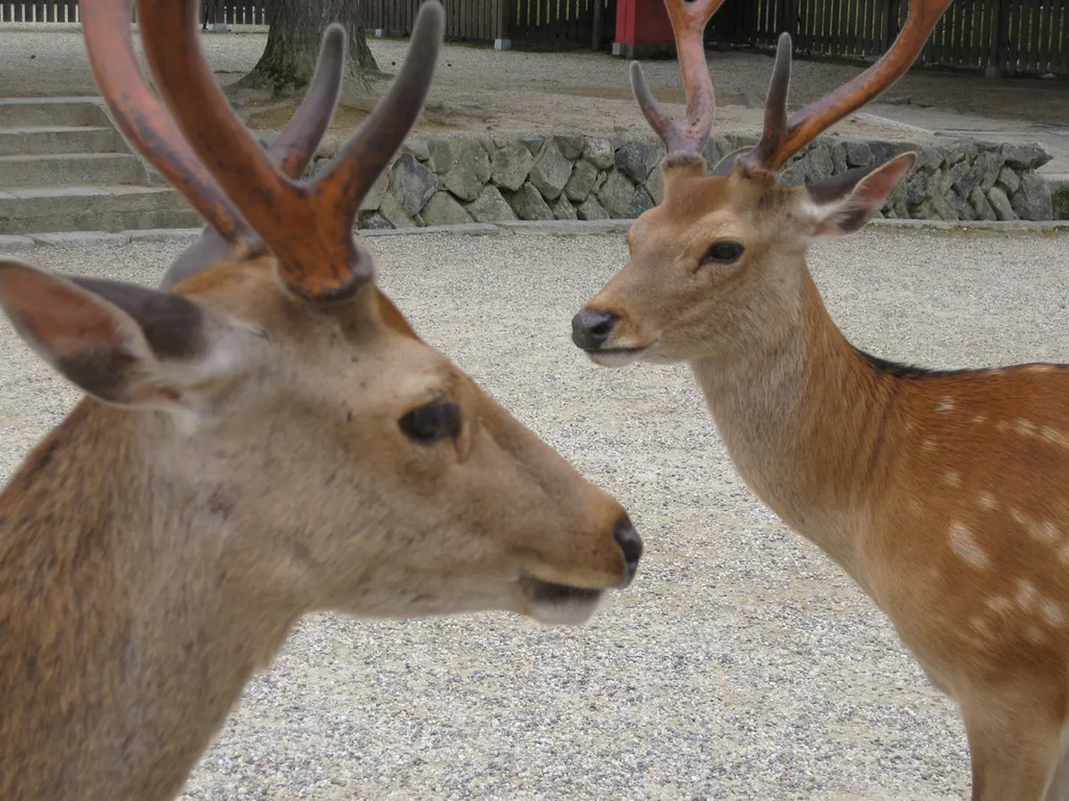 Visitors feeding sika deer with official shika senbei crackers in Nara Park, Japan