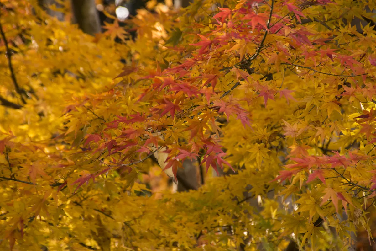 Vibrant red and orange autumn foliage surrounding the temples and pathways of Nara Park during peak fall color season in Japan
