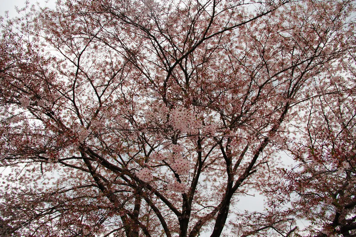 Cherry blossom trees in full bloom along the paths of Nara Park with soft pink petals framing the historic landscape in Japan