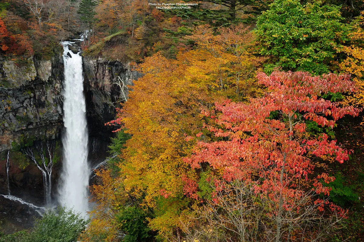 Blazing autumn foliage of red and gold maples along Nikko's mountain roads in Japan