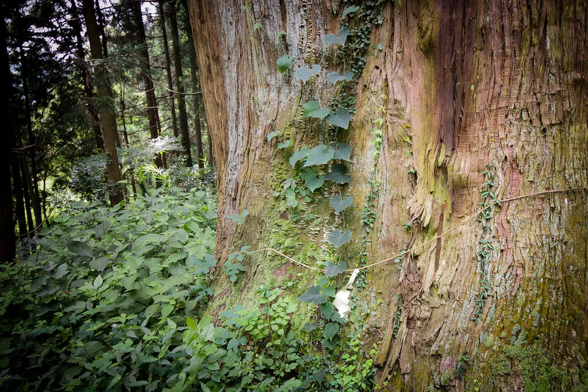 Towering cedar trees lining the ancient stone path to the shrine complex in Nikko, Japan
