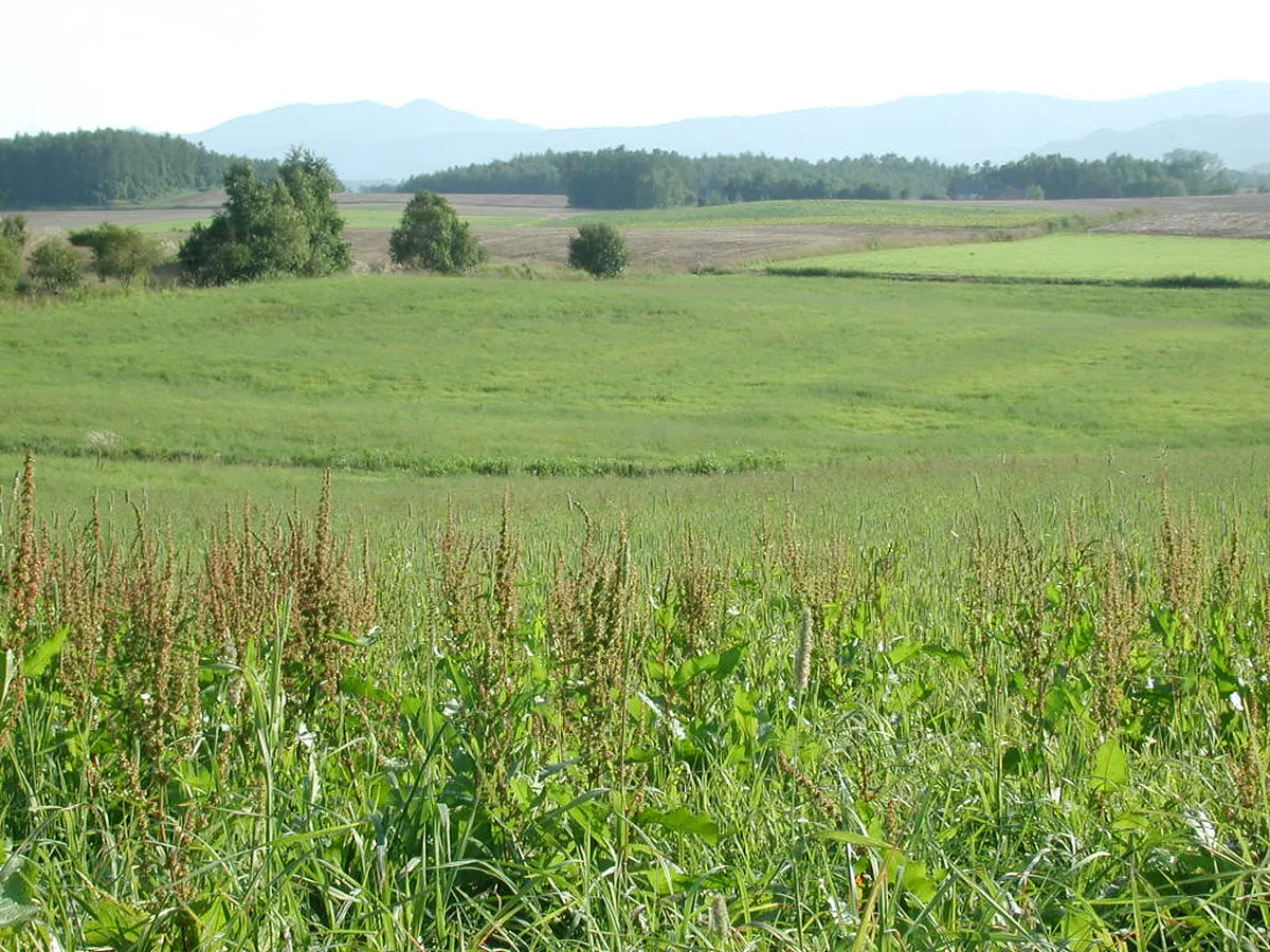 Rolling green farmland and countryside around Niseko during the summer season in Hokkaido, Japan