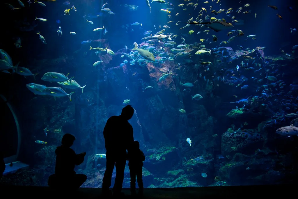 Oga Aquarium GAO