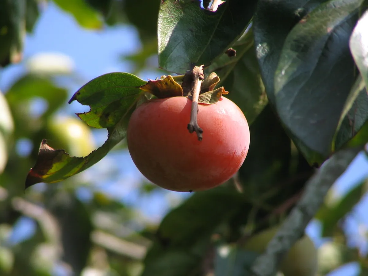 Top Orchards for Fruit Picking Near Okayama