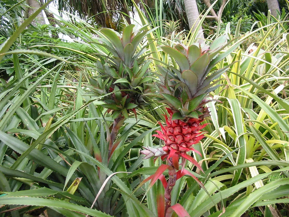 Where to Eat in Central Okinawa: American Village and Onna