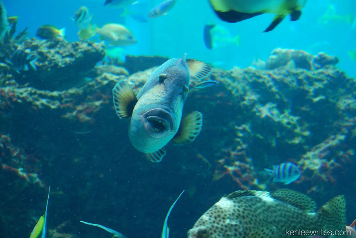 Okinawa with Kids: Day 4 — Departure Day - Okinawa