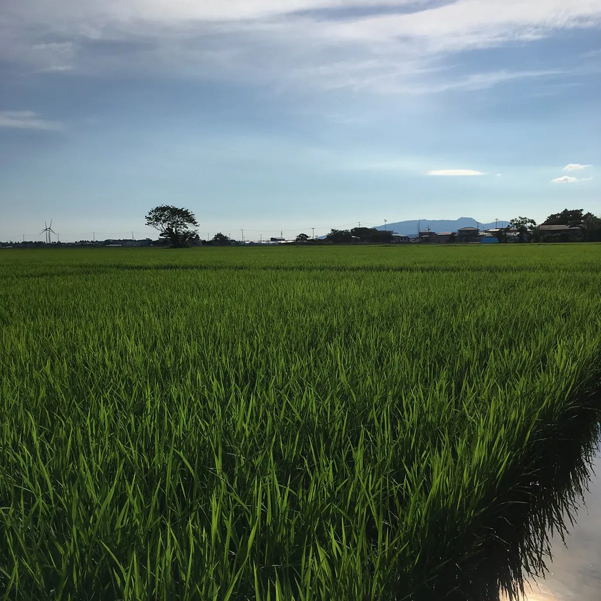 Spring, Summer, and Autumn: The Three Chapters of Omagari Hanabi in Akita