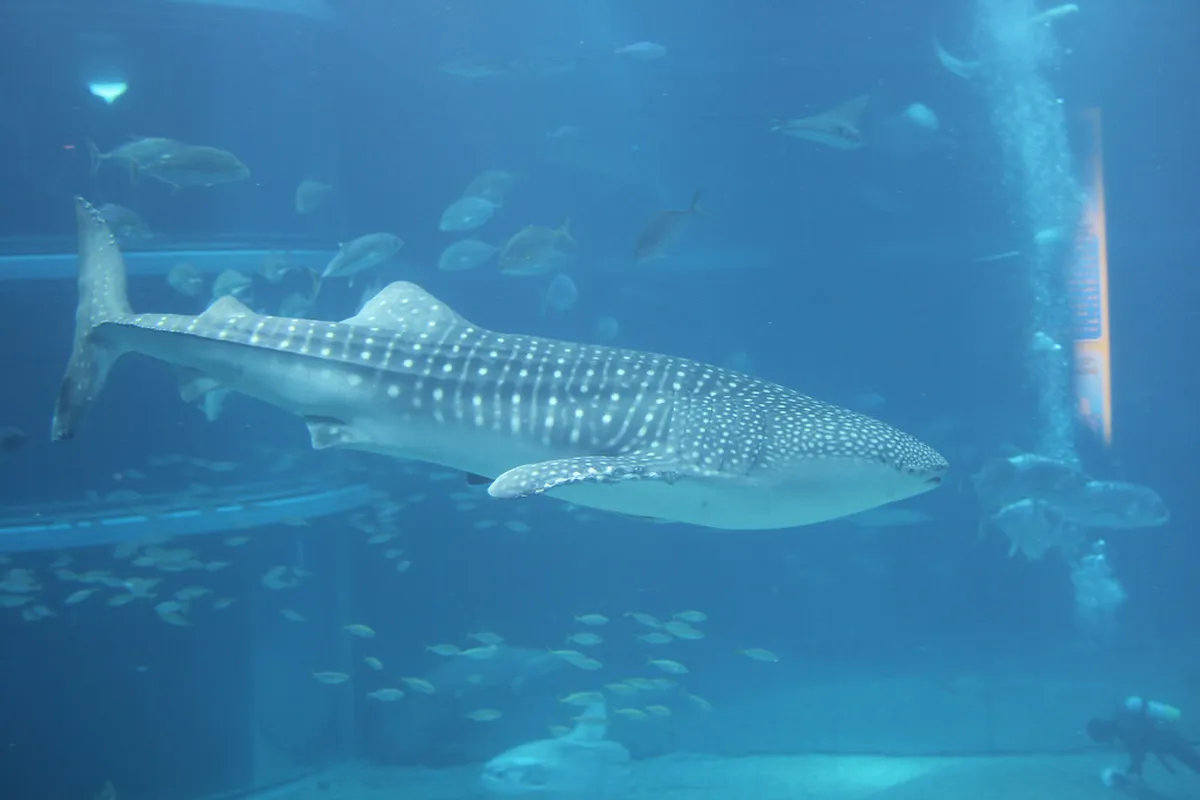 Massive whale shark gliding through the Pacific Ocean tank at Osaka Aquarium Kaiyukan, Japan