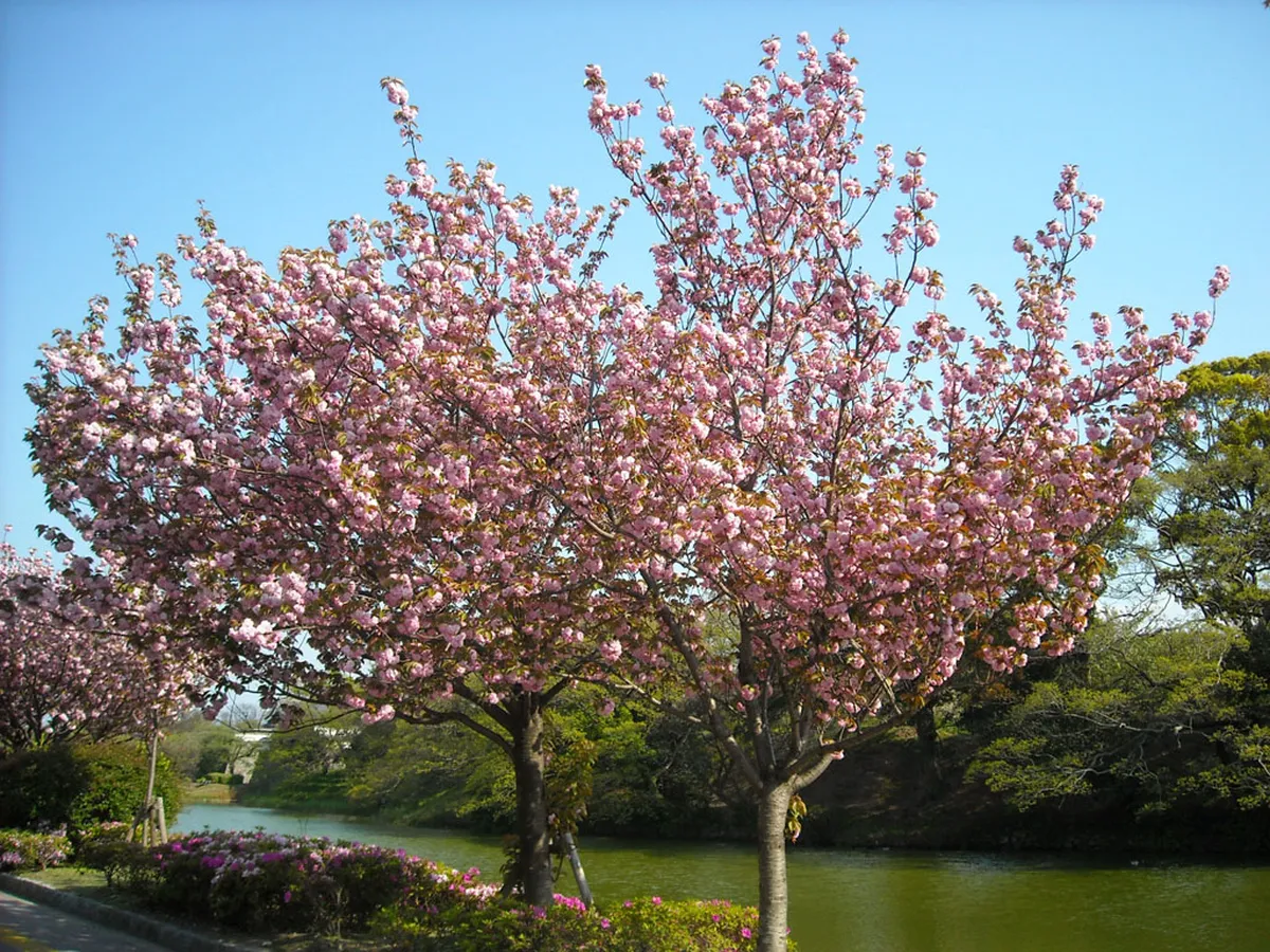 Cherry blossom trees in full bloom along the paths of Ohori Park in Fukuoka, Japan during spring