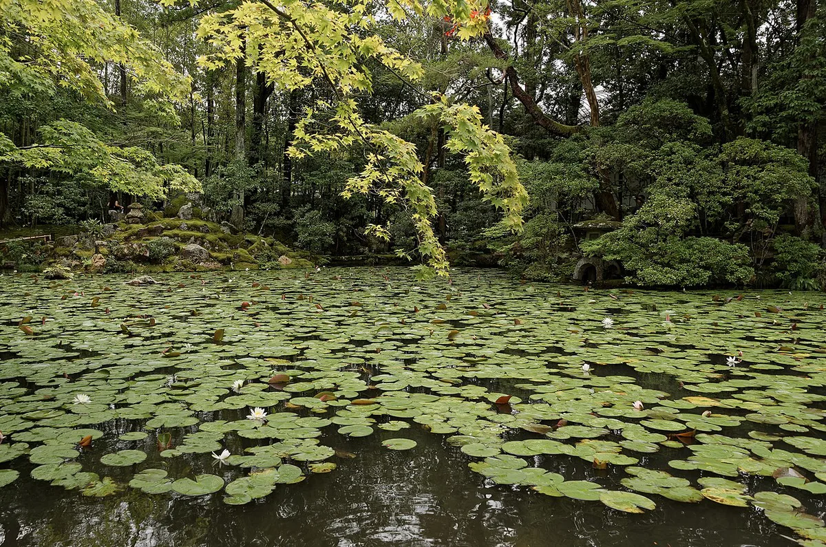 Cherry trees along the Philosopher's Path canal in Kyoto, Japan — 2