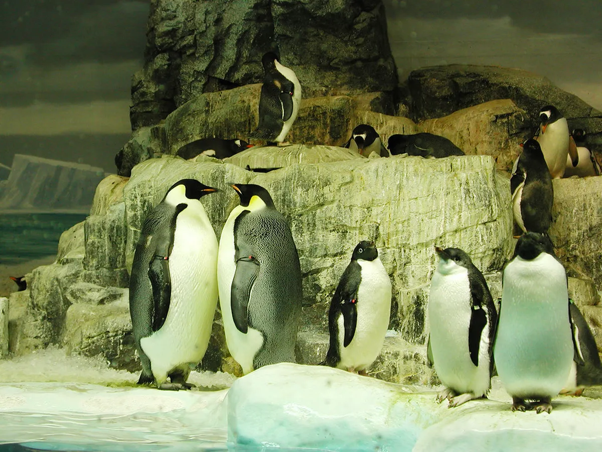 Penguins swimming and waddling in their Antarctic habitat exhibit at the Nagoya Port Aquarium, Japan