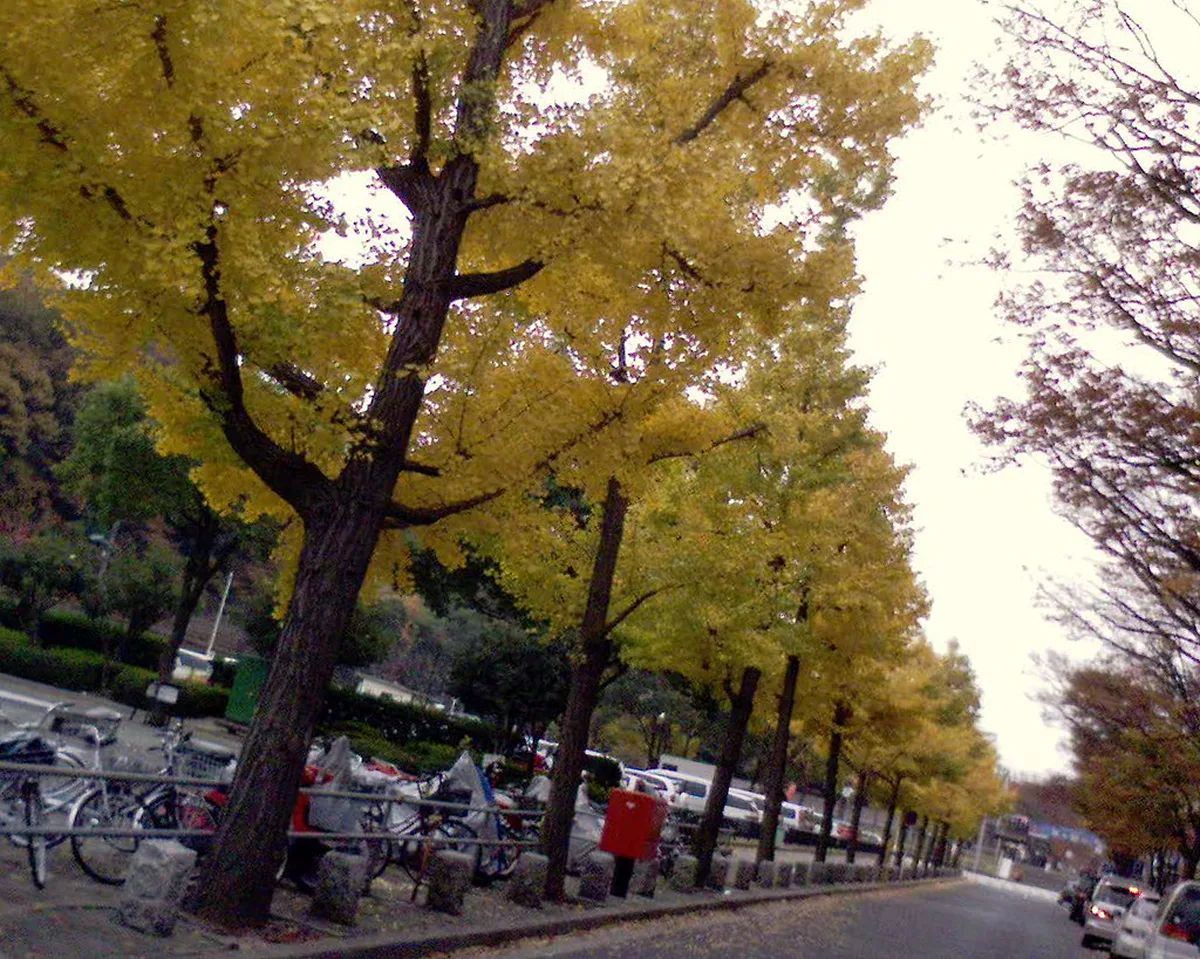 Essential Rainy Season in Nagoya, Japan