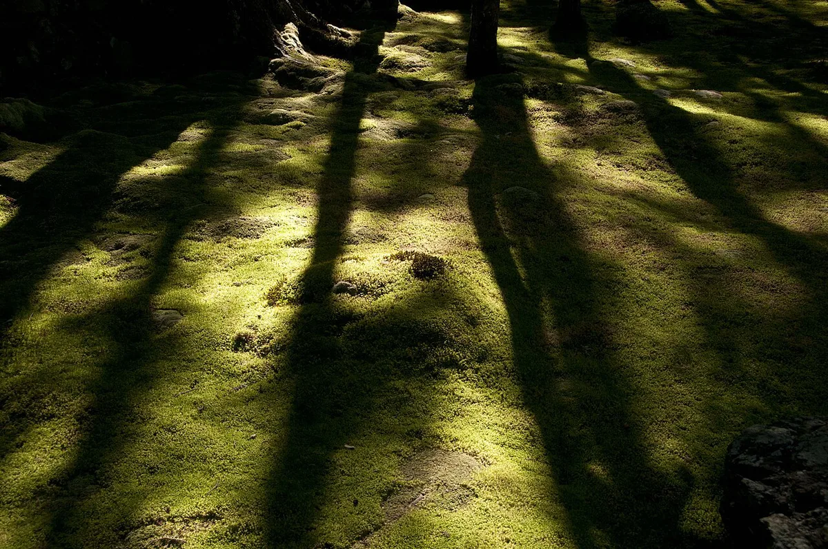 Moss garden at Saihoji Kokedera temple in Kyoto, Japan — 1