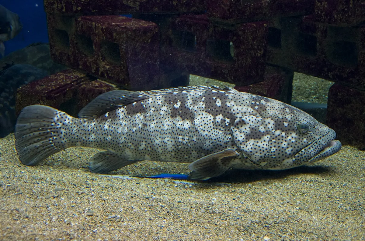 Saki-no-yu onsen Shirahama rock bath — 3