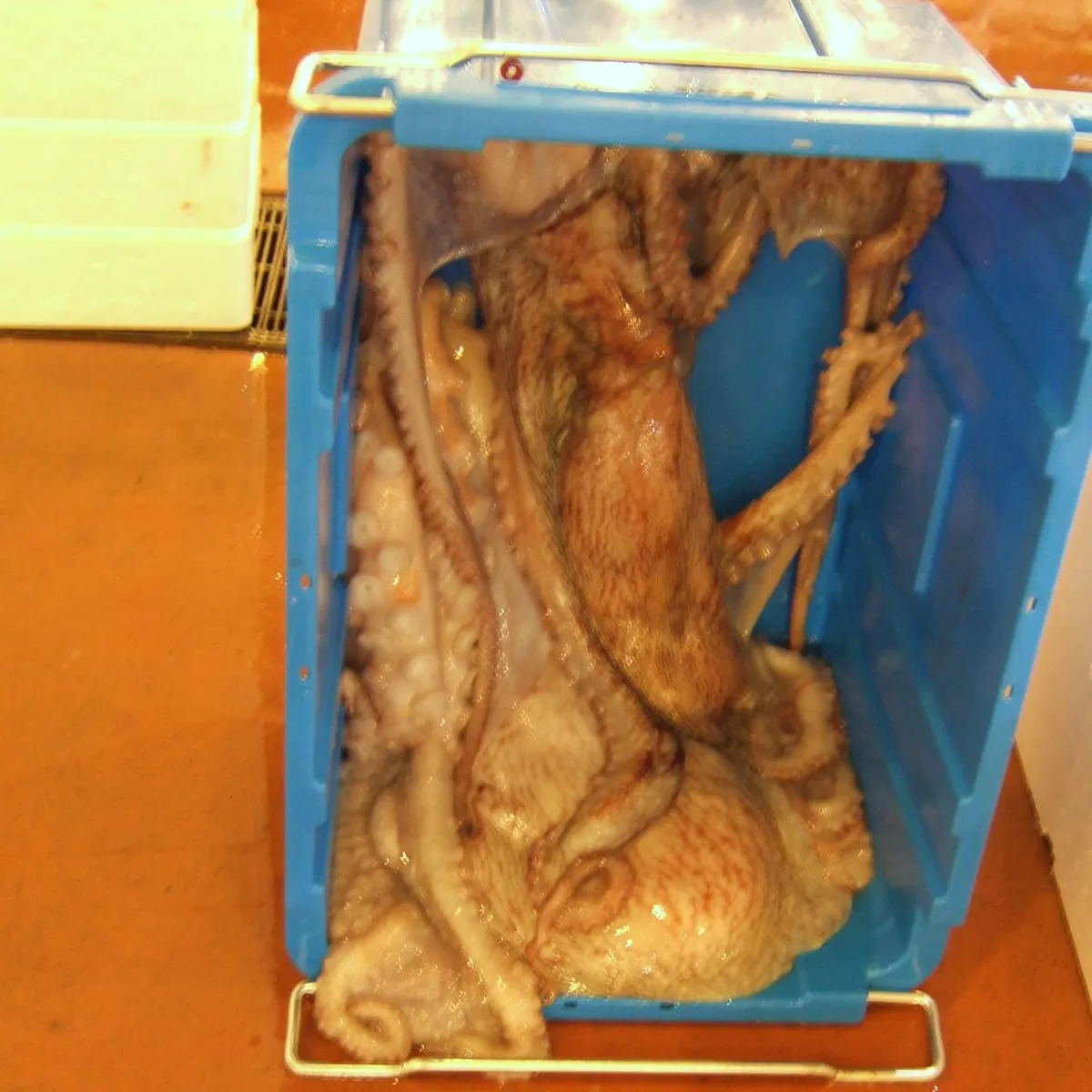 Sanin Fish Markets and Ports: An Overview of the Sea of Japan Coast