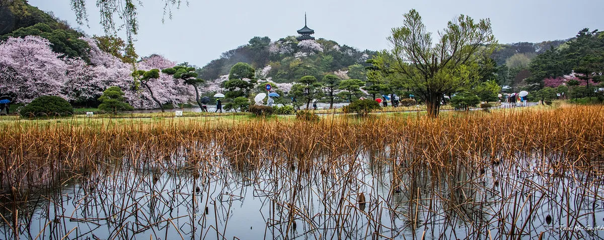 Three-story pagoda reflected in the Great Pond at Sankeien Garden in Yokohama surrounded by lush greenery