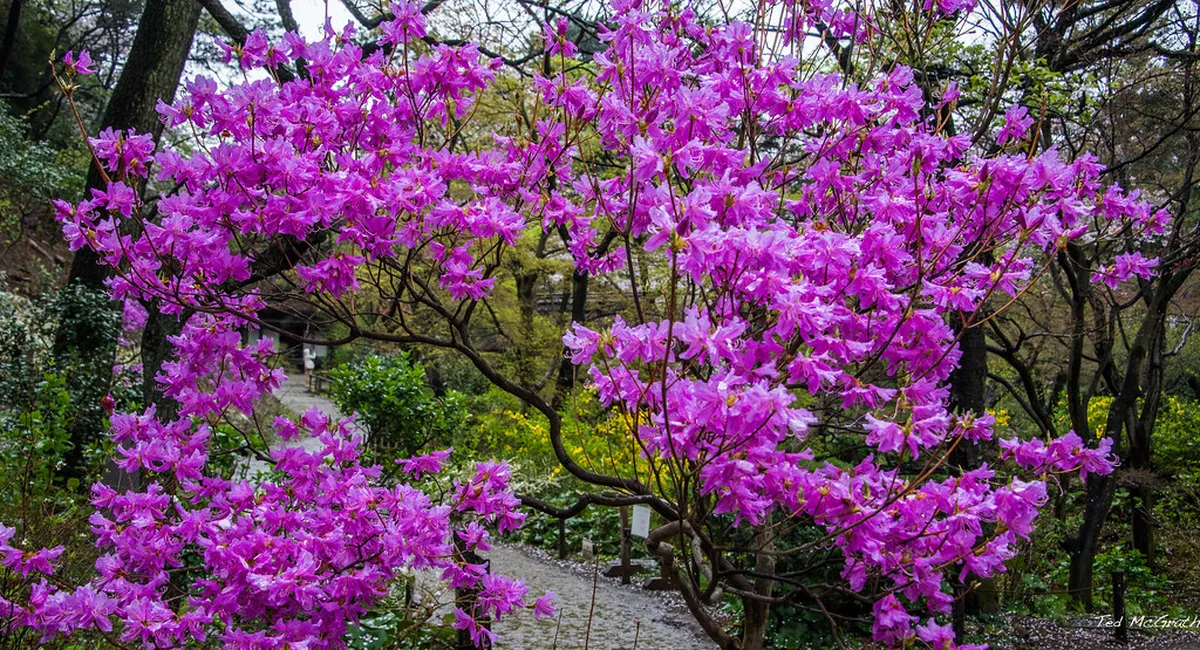 Cherry blossom trees in full bloom at Sankeien Garden Yokohama with pink petals framing a historic pavilion