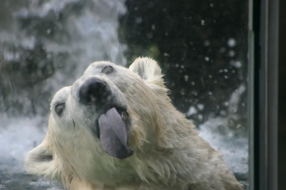 Asahiyama Zoo in Hokkaido featuring innovative animal exhibits with polar bears and penguins in naturalistic settings
