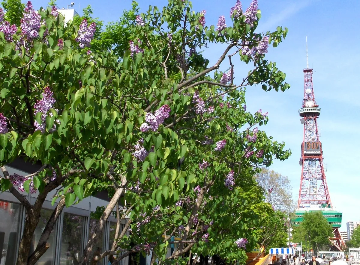 Blooming lilac trees in Odori Park during the Sapporo Lilac Festival, Japan — 2