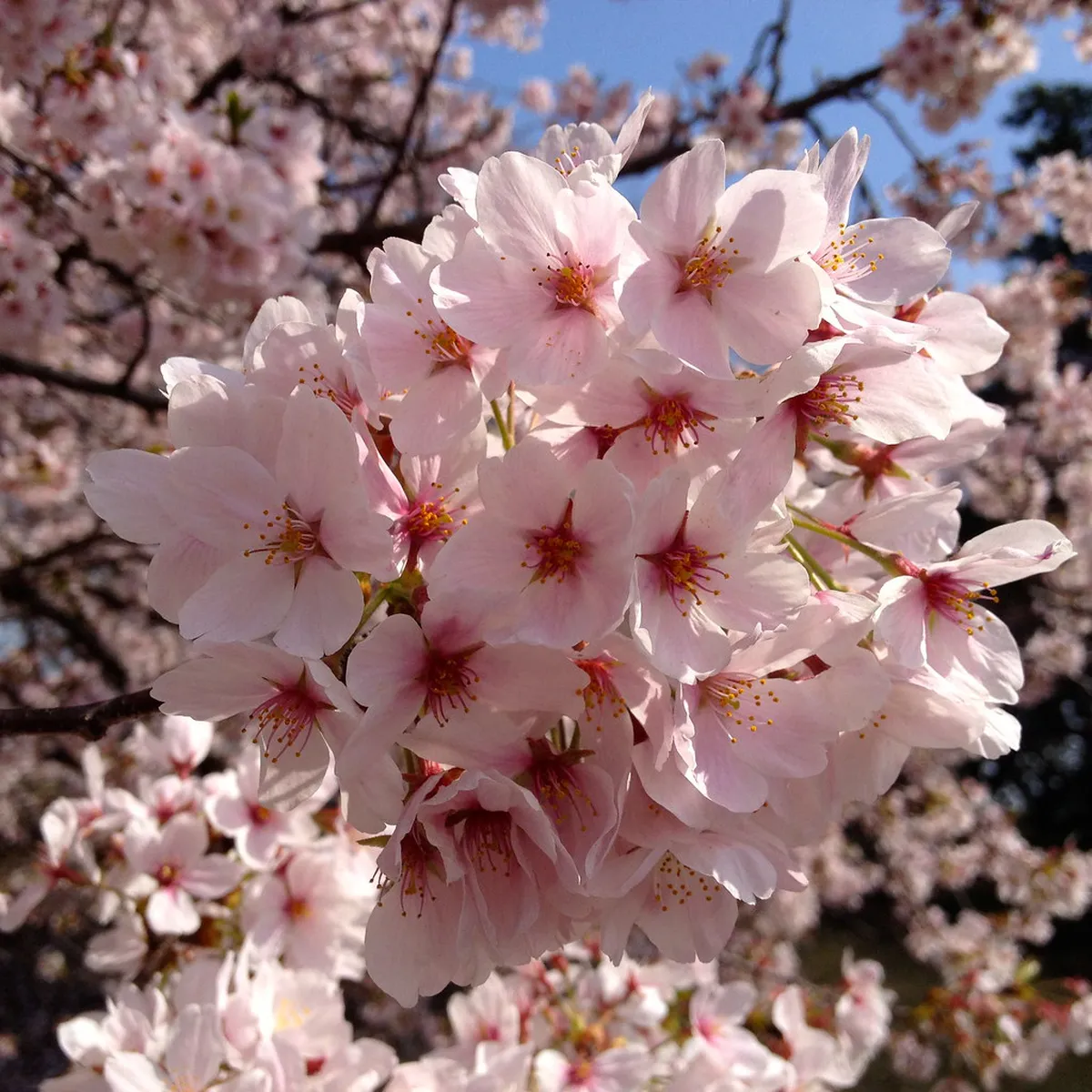 Shinjuku Gyoen cherry blossom sakura trees in full bloom over the English Landscape Garden lawn in Tokyo, Japan