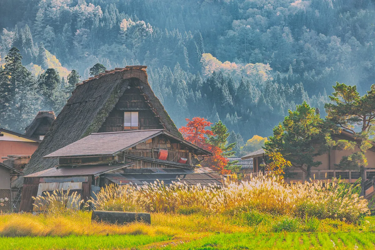 Autumn foliage surrounding Shirakawa-go village with red, gold and orange trees framing traditional gassho farmhouses