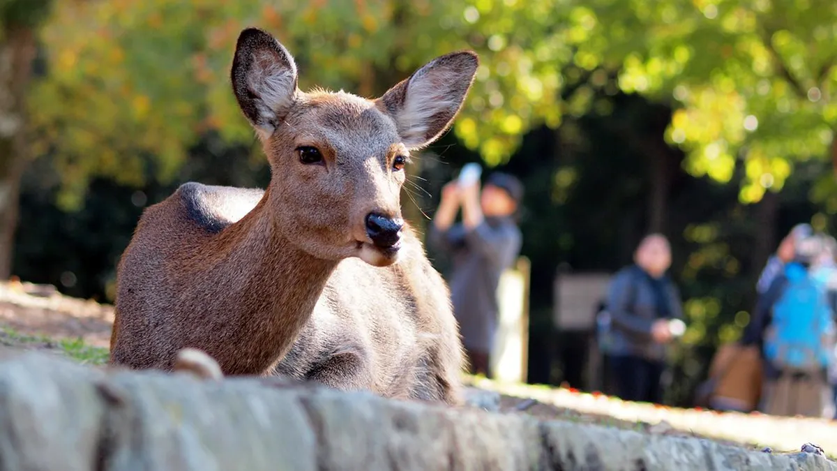 Autumn foliage and deer roaming the grounds of Nara Park with temple rooftops in the background in Japan