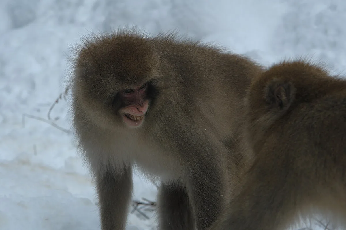 Snow monkeys bathing in the hot spring at Jigokudani Monkey Park, Nagano, Japan — 1