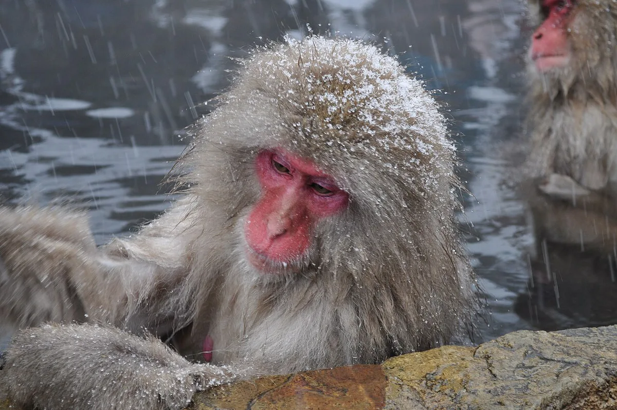 Snow monkeys bathing in the hot spring at Jigokudani Monkey Park, Nagano, Japan — 2