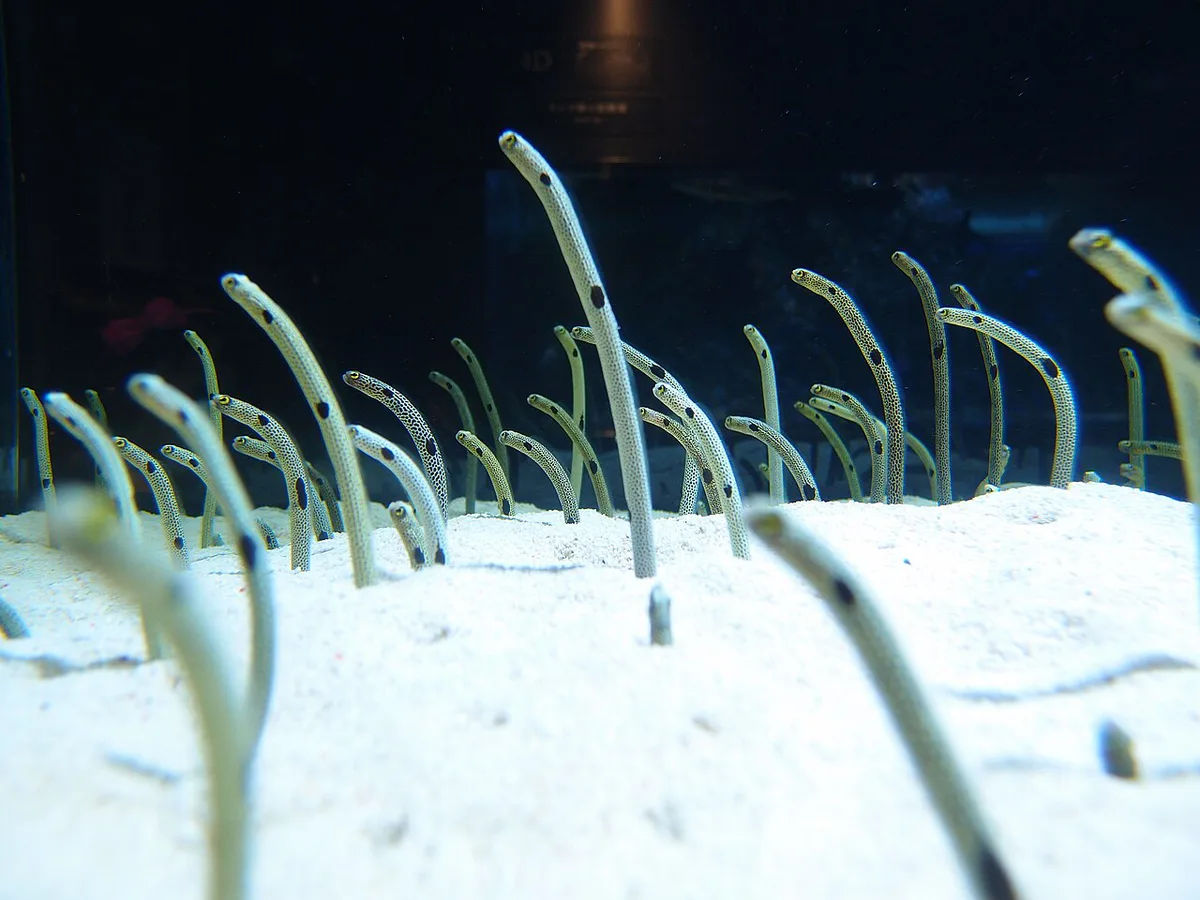 Sumida Aquarium, Tokyo, Japan — 2