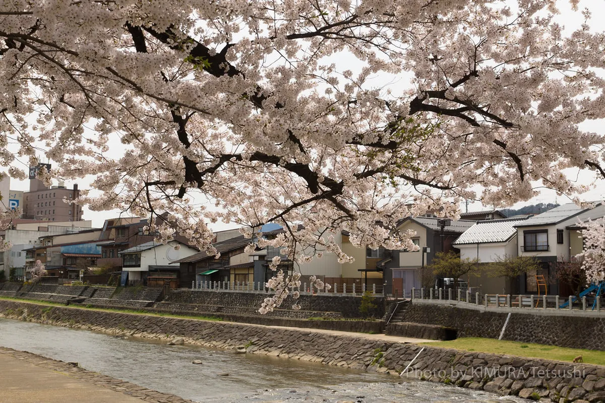When Is Cherry Blossom Season In Takayama? in Takayama, Japan