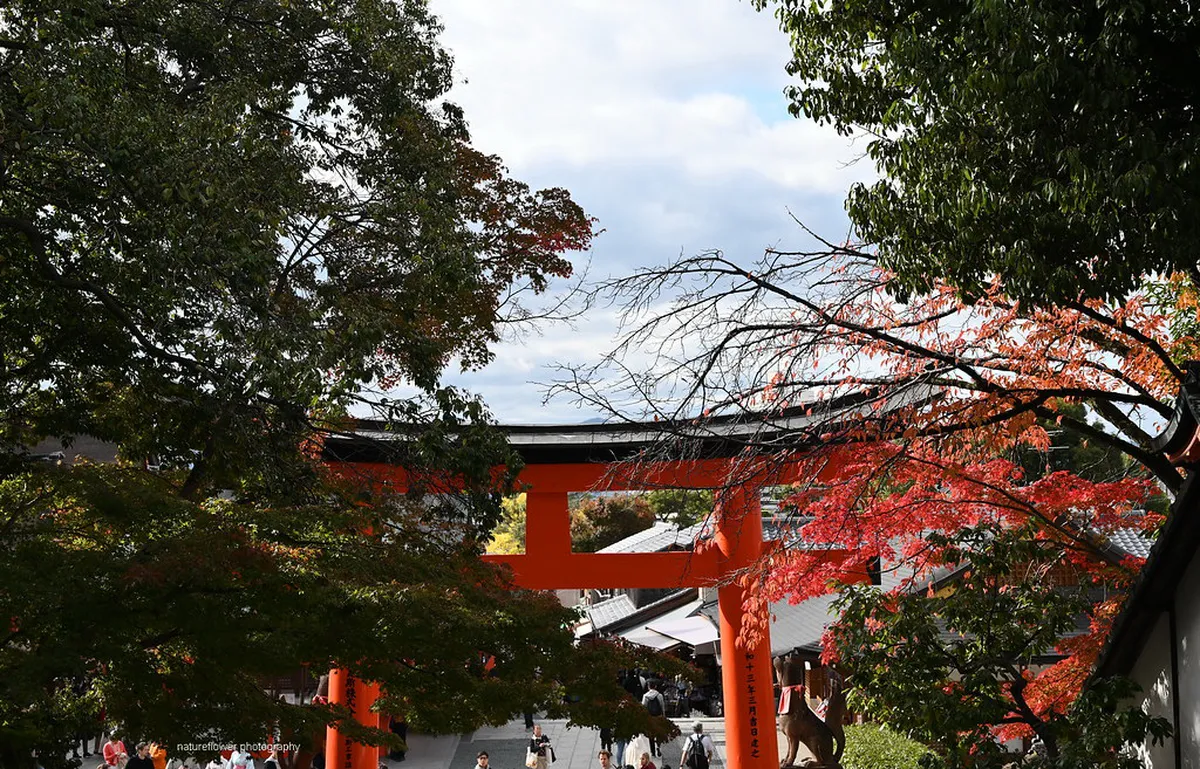Thousands of vermilion torii gates lining the hillside path at Fushimi Inari Taisha shrine in Kyoto, Japan