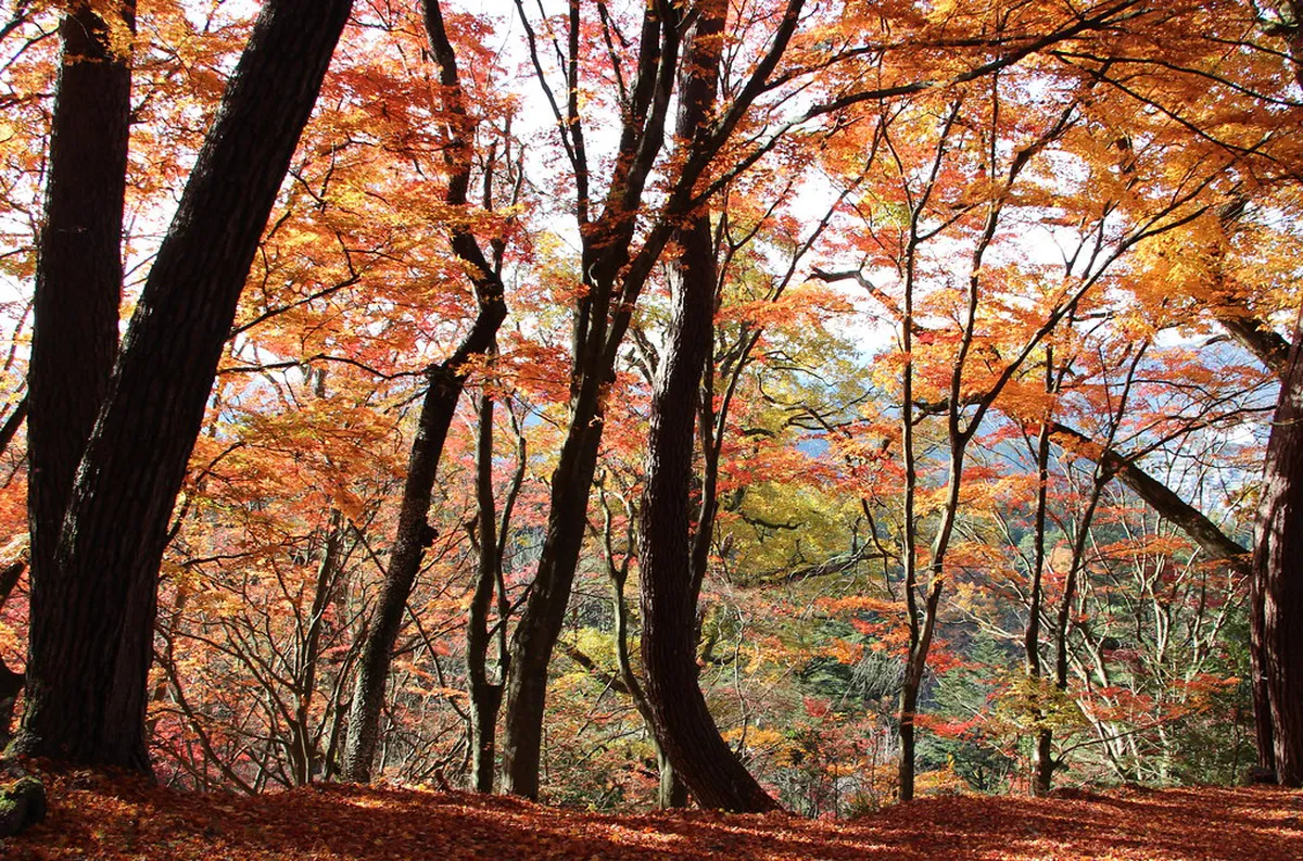 Wooded hiking trail through Shiroyama Park with views over Takayama city and the surrounding Japanese Alps