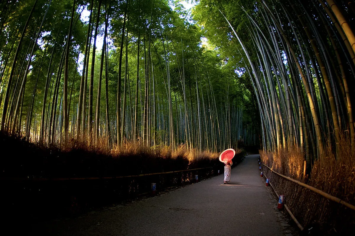 Towering bamboo stalks creating a cathedral-like canopy along the Arashiyama Bamboo Grove path in Kyoto, Japan